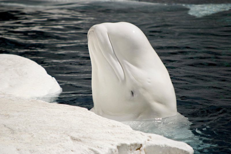 Experience with Beluga Whales in Manitoba