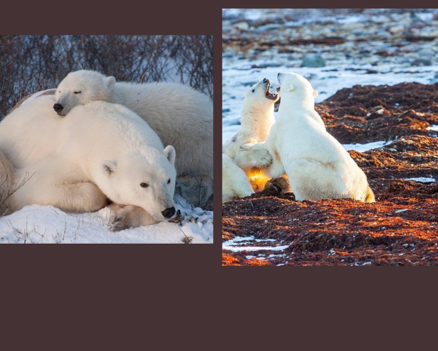 Polar Bear Adventure in Churchill