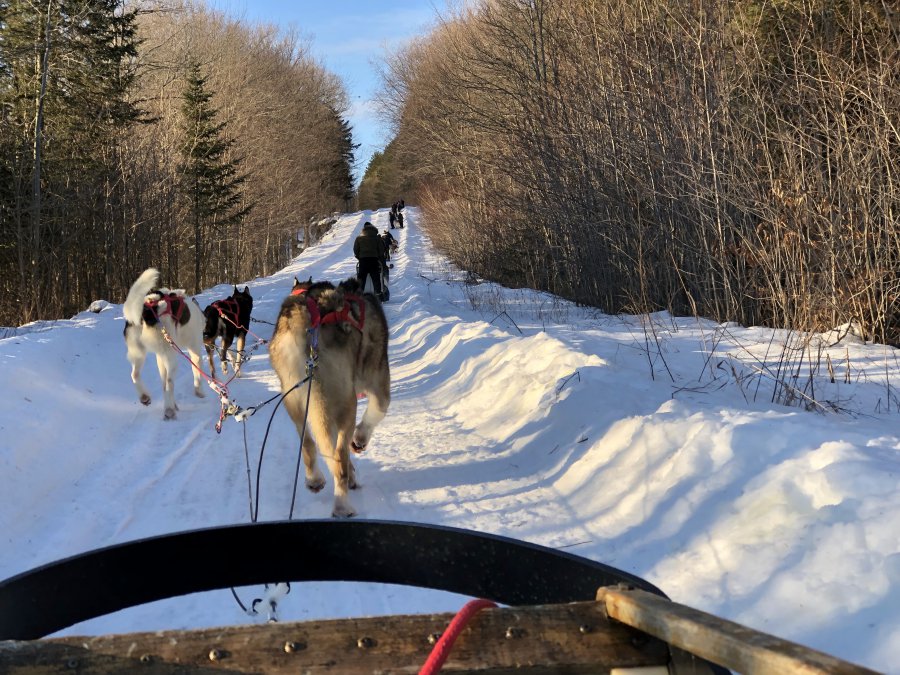 dog-sledding-northern-ontario