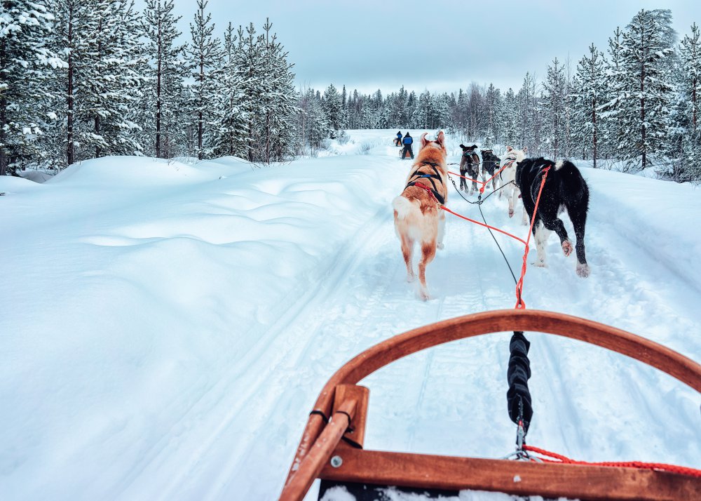 dog-sledding-winter-bucket-list