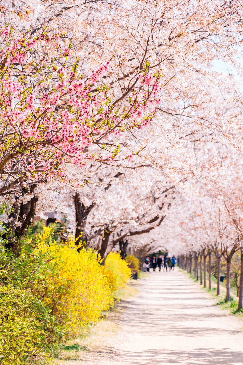 spring-activities-toronto-cherry-blossom