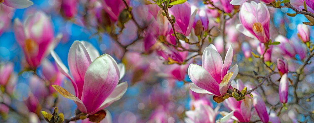spring-activities-toronto-magnolia-blossom